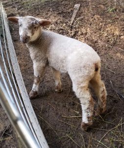 Jessica in her pen. No knitting from her fleece. She's not a fiber animal.